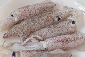 seafood , fresh squid on white plate