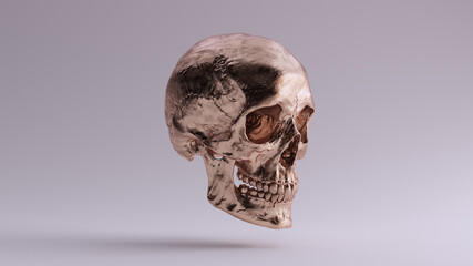Bronze Human Female Skull Medical Anatomical with Teeth and Jaw Bone Quarter Right Side 3d illustration render