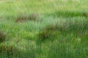 Reeds and grasses, natural marshland nature background, UK. - obrazy, fototapety, plakaty