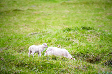 Fototapeta premium Two white lamb Icelandic sheep on green grass lush pasture at farm field in Iceland grazing eating, baby with mother animal