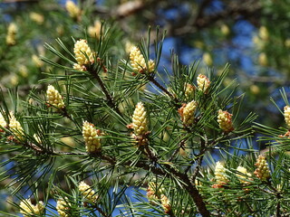 Pine branches with fresh sprouts close up