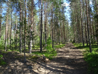 Summer landscape with pine forest 