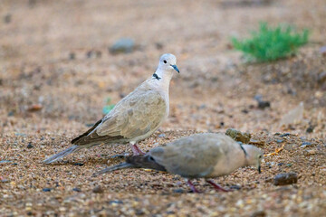 Eurasian Collard-dove Streptopelia decaocto Room for Title or Text