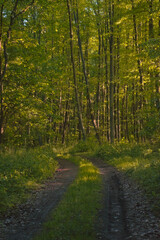 Waldphotography am Morgen