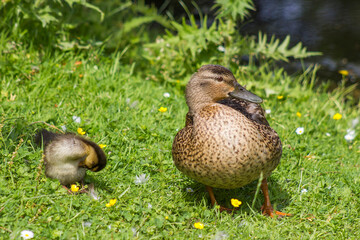 Mallard duck with small duckling in the grass