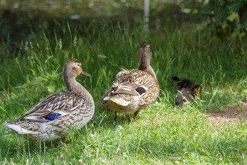 Mallard ducks with small ducklings in the grass