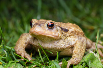 common toad , bufo spinosus. toad.