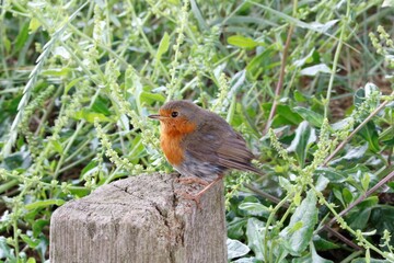 Rouge-gorge