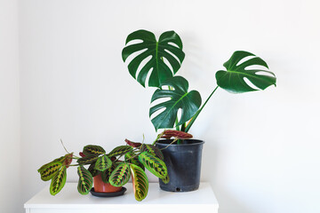 Monstera deliciosa, the Swiss cheese plant and The prayer plant (Maranta leuconeura) with natural...