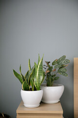 two vase of plant on the side table. indoor plant. snake plant