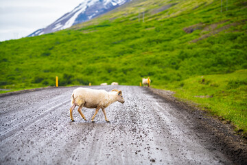 Sheep herd one baby lamb with horns in Iceland countryside rural crossing ring road dirt path in east country summer walking - Powered by Adobe