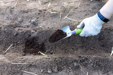 Farmer fertilizing soil in this garden using small shovel. Gardening hobby concept. Preparing ground for plants