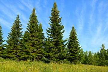 Fototapeta na wymiar Picturesque summer landscape with spruces. Mitino landscape park. Moscow, Russia