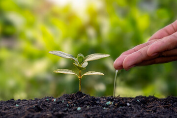 Planting plants in fertile soil and watering plants planting ideas.
