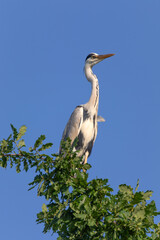 Gray heron sits on an oak branch against the blue sky.
