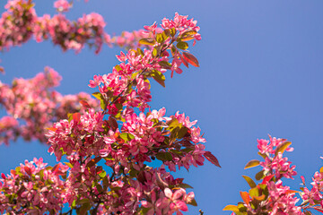 Lush branches of spring blooming apple tree with bright delicate pink flowers blooms in the garden against a backdrop of blue sky, bottom view, look up