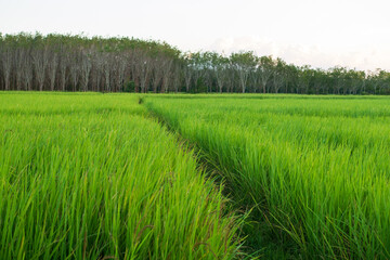 Fototapeta premium Green rice crop field natural texture background for spring summer agriculture harves relaxation scenery landscape