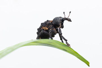 Mango Seed Weevil sitting on a green leaf stock photo in white background