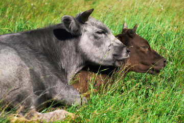 two cows in the pasture lying resting huddled together
