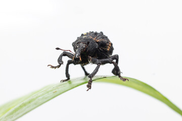 beautiful Mango Seed Weevil stock photo