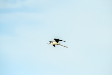  Black-necked Stilt Himatopus mexicanus in Flight  Room for Text Title
