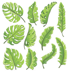 Collection of green monstera leaves, fan palm, banana leaves. Nature leaves collection. Tropical leaves set, vector illustration.