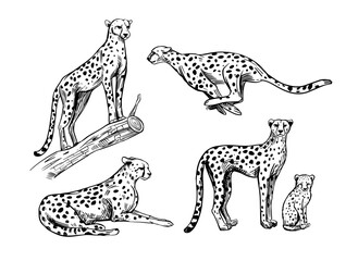 Set of cheetahs isolated on white background, vector sketch illustration
