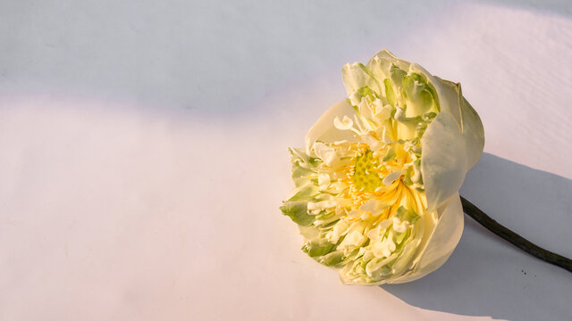 blooming white water lily flower isolate in whte background with day light shining . Natural lover wedding day.