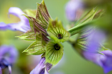 lavendel, nacka, sverige, sweden,sverige