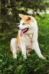 Akita Inu dog sitting happy in green forest with small yellow ball.