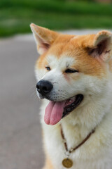 Akita Inu dog sits on a gray asphalt road near to a green lawn