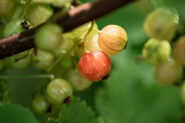 red currant berries, nacka, sverige, sweden,sverige