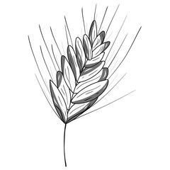 Ear icon. Contour black graphic sketch. Natural field theme. Autumn. Idea for decors, logo, covers, holidays, gifts, art. Isolated vector.