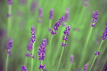 lavender flowers in the garden, nacka, sverige, sweden,sverige