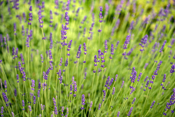 field of lavender, nacka, sverige, sweden,sverige