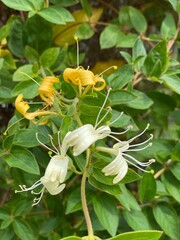 Obraz premium Korean Flower in the garden