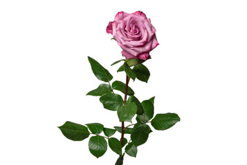 Fototapeta premium Pink rose isolated on white background.