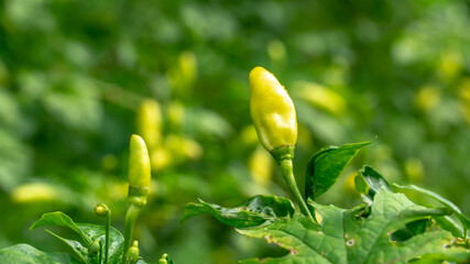 Sri lankan chillies on tree 