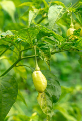 Sri lankan chillies on tree 