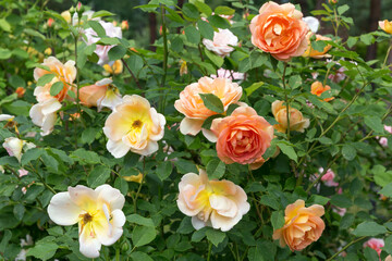 Obraz premium Blooming orange English rose in the garden on a sunny day. Rose 'Lady of Shalott'