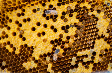close up honey bee hive pattern. orange colour, nature backgound texture.