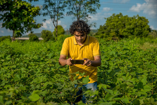 Young man farmer in a cotton farm talking or using mobile.