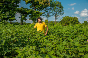 A young man farmer in a cotton farm examines and observing the field.