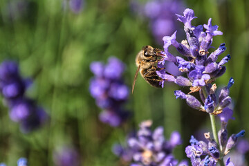 Honey bee at lavender collect nectar
