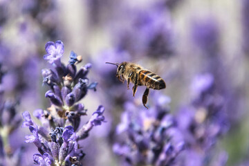 Honey bee at lavender collect nectar