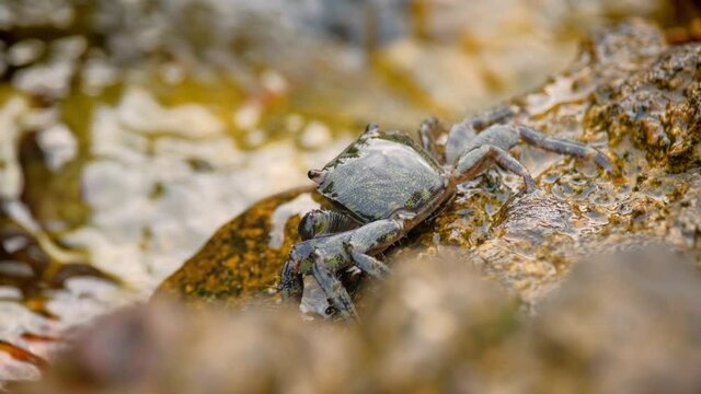 Carcinus maenas, green european crab on the stone shore. Adriatic coast. 4k. 50fps