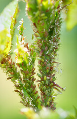 Aphids and mites on a rose shoot, close-up.