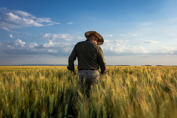 Naklejka na ściany i meble Senior farmer in wheat field examining crop at sunset.