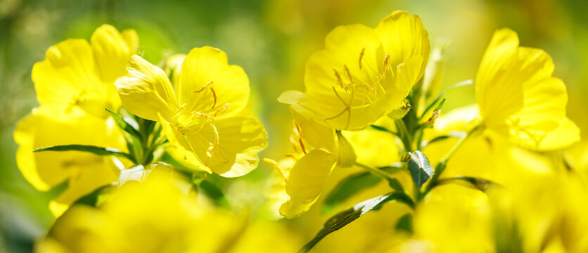 Blooming Yellow Summer Flowers