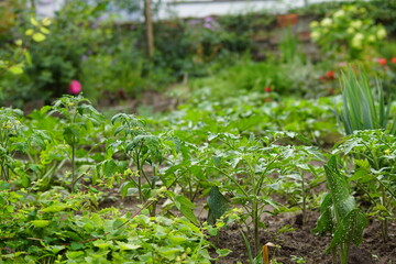 Ogród ,warzywa w ogrodzie ,ogród z warzywami